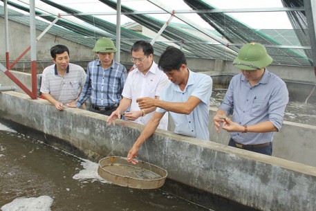 Hà Tĩnh: Phát triển mô hình nuôi tôm 3 giai đoạn