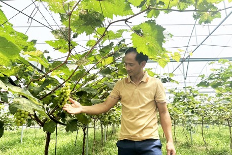 Nho mẫu đơn lần đầu tiên được trồng tại  Hà Tĩnh