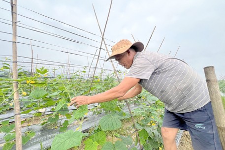 Hiệu quả mô hình trồng dưa chuột vụ đông trên hai đất lúa