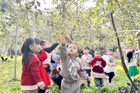 Thu nhập cao nhập nhờ trồng táo trên đất màu kém hiệu quả