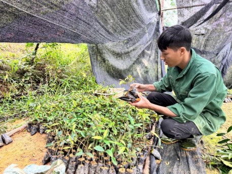 Hà Tĩnh: Triển vọng từ mô hình trồng cây dược liệu