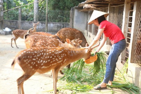 Hương Sơn đẩy mạnh phát triển bền vững nghề chăn nuôi hươu sao