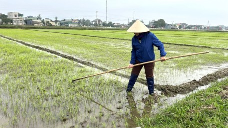 Nông dân Hà Tĩnh tích cực tỉa dặm, chăm sóc lúa Xuân