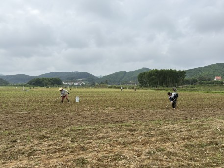 Bà con nông dân Vũ Quang tập trung chăm sóc cây trồng vụ xuân