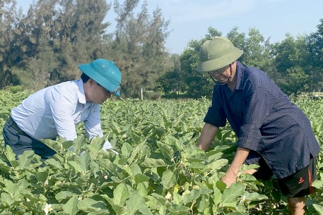 Biến vùng đất hoang hóa thành vựa rau củ trù phú
