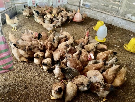 Gà ri địa phương – Giống gà bản địa mang lại giá trị kinh tế ở miền núi Hà Tĩnh