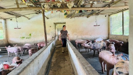 Làm giàu từ trang trại tổng hợp