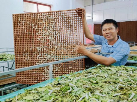 Hiệu quả nuôi tằm trong phòng điều hòa