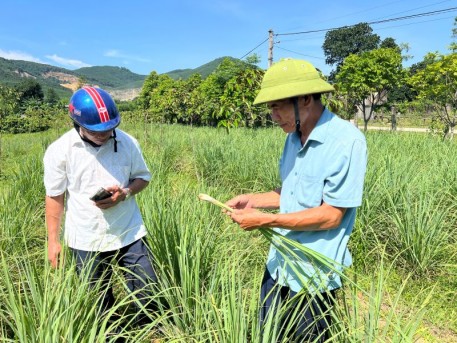 Hiệu quả trồng sả tía trên vùng đất bán sơn địa Cẩm Xuyên