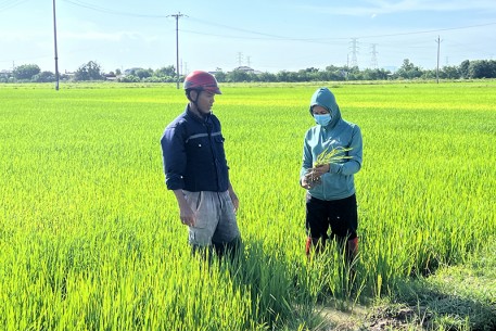 Hà Tĩnh: Nhiều đối tượng sâu bệnh phát sinh gây hại diện rộng trên cây trồng vụ hè thu