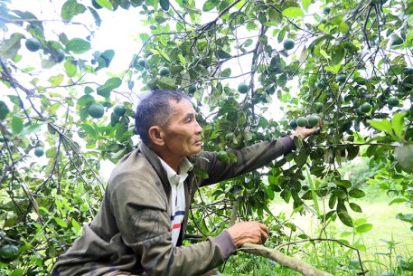 Nông dân xã Mai Hoa phấn khởi vì chanh được mùa, giá ổn định