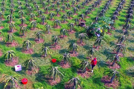 thanh long trong son giang ml
