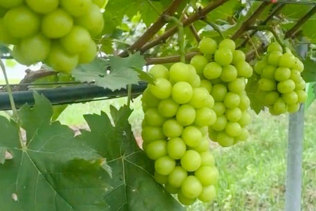 Trồng nho mẫu đơn trên vùng đồi Mai Hoa - triển vọng mới cho nông dân