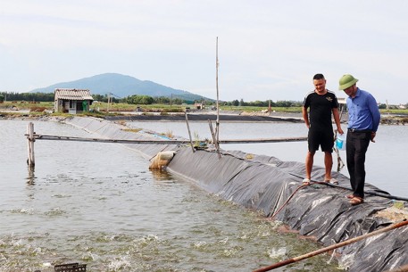 Cá chim vây vàng – Hướng đi mới cho vùng nuôi tôm kém hiệu quả ở Hà Tĩnh