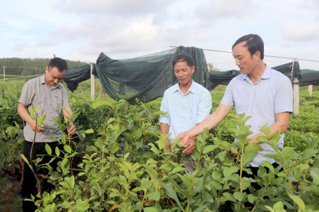Sơn Tiến thi đua sản xuất, kinh doanh chào mừng Đại hội Đảng bộ tỉnh lần thứ XX