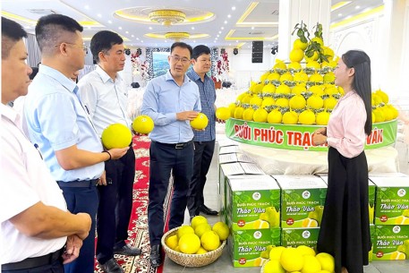 Hà Tĩnh:  Xúc tiến thương mại tiêu thụ bưởi Phúc Trạch đạt tiêu chuẩn hữu cơ