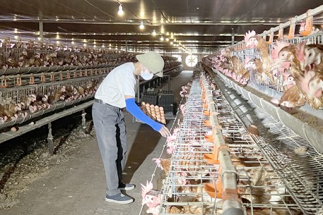 Giá trứng gà tăng, người chăn nuôi thêm động lực sản xuất