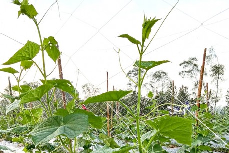 Triển vọng mô hình trồng dưa chuột liên kết tại xã Mai Hoa