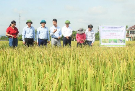 Hà Tĩnh nhân rộng công nghệ tưới ngập – khô xen kẽ, hướng tới sản xuất lúa giảm phát thải