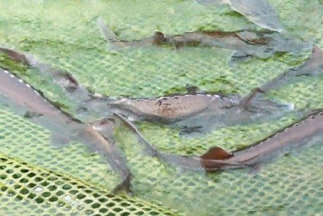 Nuôi đặc sản xứ lạnh – Hướng phát triển kinh tế mới ở Hương Khê