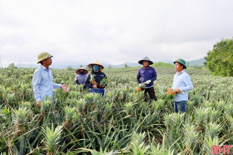 17 xã ở Hà Tĩnh đăng ký trồng hơn 653ha dứa liên kết