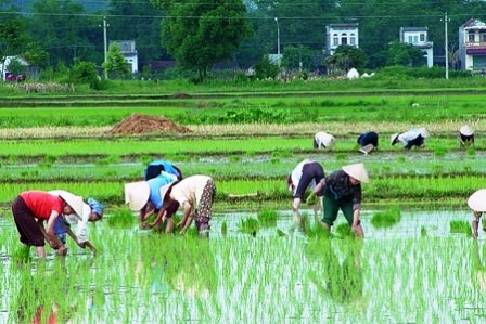 Bà con nông dân đang xuống cấy Trà Xuân trung