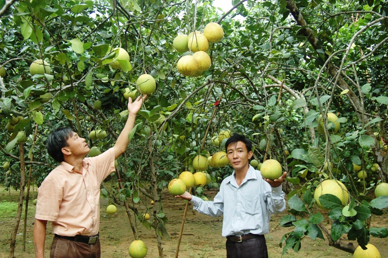 Quản lý và phát triển chỉ dẫn Địa lý bưởi Phúc Trạch - Giải pháp nâng cao giá trị sản phẩm một cách bền vững