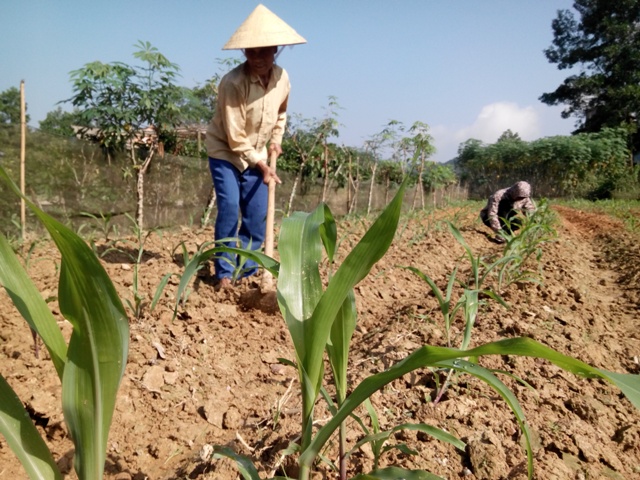 Bà con nhân dân xã Sơn Thọ chăm sóc ngô vụ đông