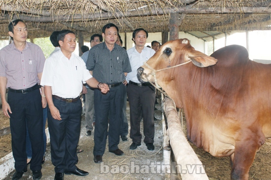 Phó Chủ tịch Lê Đình Sơn và đoàn công tác thăm mô hình chăn nuôi bò của gia đình anh Lê Anh Toản (Yên Hồ - Đức Thọ)