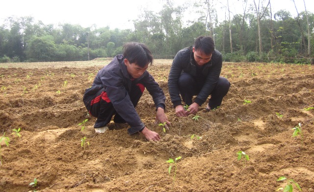 Đức Hương: Trồng mới gần 10 ha ớt cay