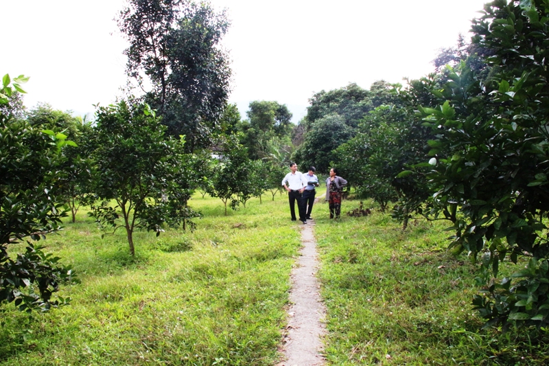 Mô hinhg Trần Trọng Bình