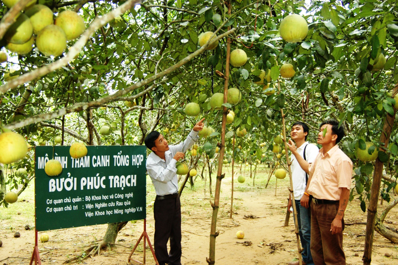 MÔ HÌNH TRỒNG BƯỞI PHÚC TRẠCH