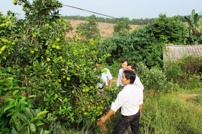 MÔ HÌNH  TRỒNG CAM CHANH - Lê Khánh Toàn