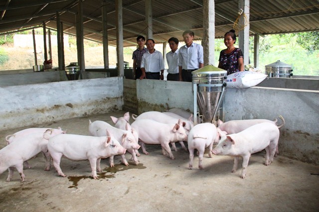 MÔ HÌNH CHĂN NUÔI LỢN THỊT LIÊN KẾT VỚI DOANH  NGHIỆP KẾT HỢP NUÔI CÁ NƯỚC NGỌT