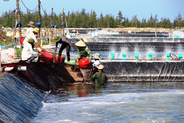 MÔ HÌNH TÔM NUÔI TRÊN CÁT CÔNG NGHỆ CAO - BÙI VĨNH DŨNG