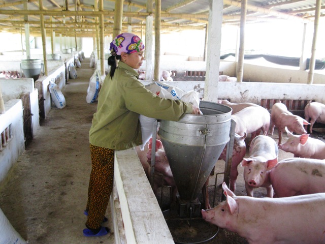 MÔ HÌNH CHĂN NUÔI LỢN TẬP TRUNG LIÊN KẾT - VÕ DUY KHAM