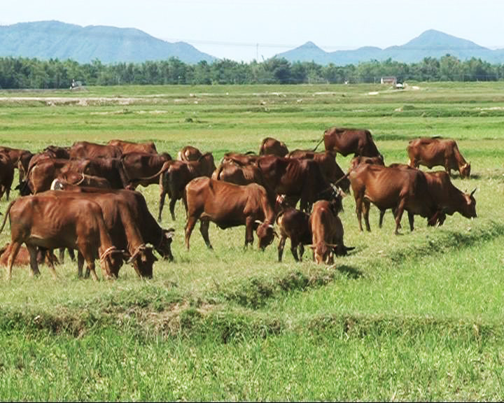 MÔ HÌNH  CHĂN NUÔI BÒ NÁI PHỐI TINH BÒ THỊT CHẤT LƯỢNG CAO  LIÊN KẾT VỚI DOANH NGHIỆP