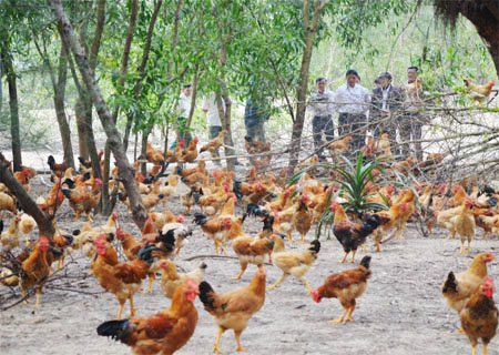 MÔ HÌNH  THT CHĂN NUÔI GÀ THÔN PHÚ HOÀ, XÃ CẨM HÒA