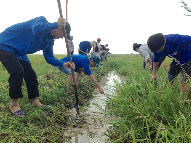 Đoàn viên thanh niên làm GTTL Nội đồng ở phường Đậu Liêu