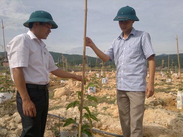 7 ha chanh leo tại xã Hương Quang đang phát triển khá tốt