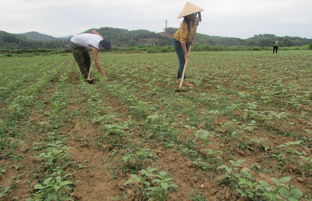 Bà con nhân dân xã Hương Minh đang tập trung xới cỏ cho diện tích đậu Hè Thu