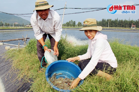 Niềm vui của gia đình anh Thắng bên hồ tôm chuẩn bị thu hoạch.