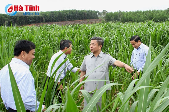 Công ty Bình Hà thả bò Dự án chăn nuôi bò giống và bò thịt tại Hà Tĩnh