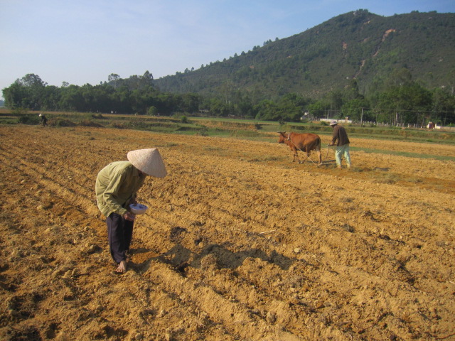 Bà con nhân dân xã Ân Phú gieo trỉa ngô vụ Đông