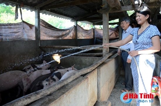 Bàn phương án phát triển chuỗi chăn nuôi lợn liên kết