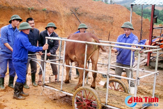 Bàn giao bê giống chất lượng cao cho nông dân Thạch Hạ