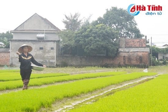 UBND tỉnh yêu cầu các địa phương chỉ đạo cấp ủy, chính quyền cơ sở và bà con nông dân tuyệt đối không gieo cấy giống ngoài cơ cấu