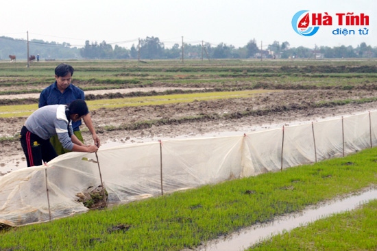 Cần che phủ ni lông để bảo vệ diện tích mạ đã gieo