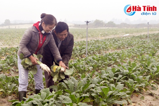 HTX Hoàng Chu liên kết với Tổng Công ty KS&TM sản xuất 1 ha củ cải đạt năng suất cao trong vụ thu đông năm nay.