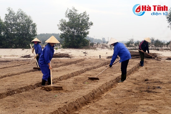 Liên kết sản xuất rau - củ - quả: Nông dân và DN chưa cùng hướng!